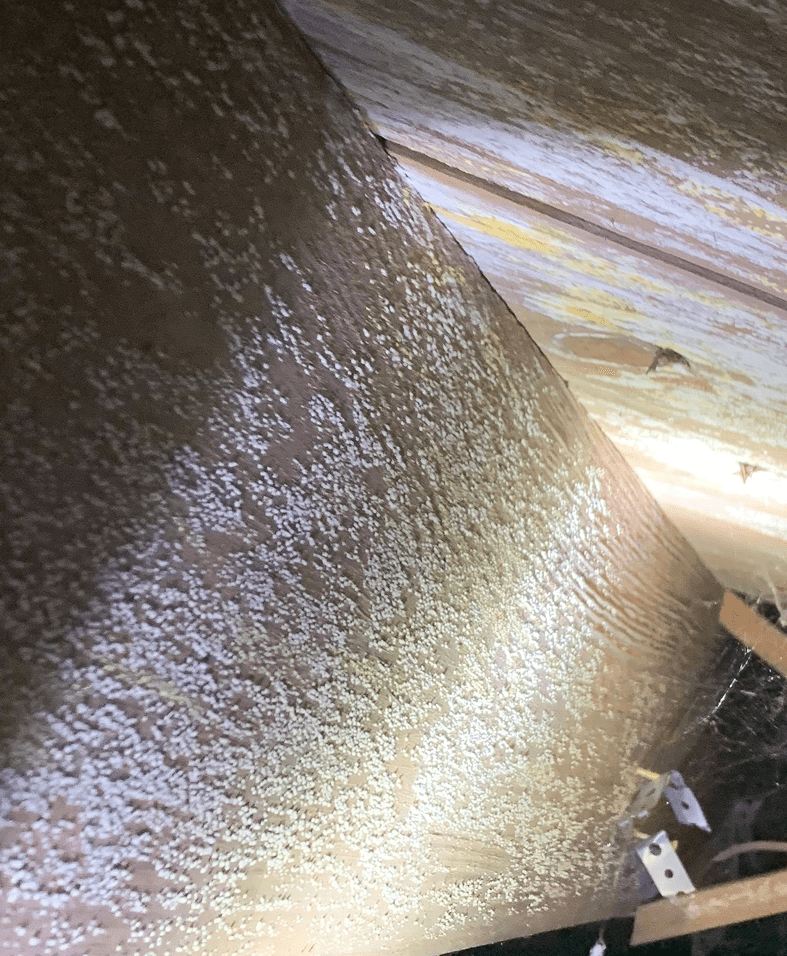 Wooden surface with white speckled mold growth.