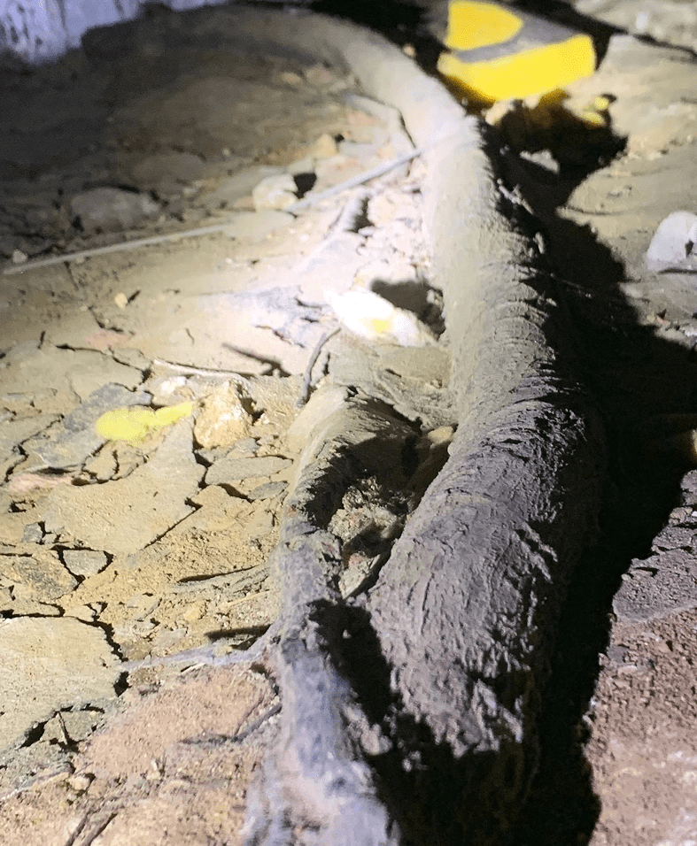 Tree root on dry, rocky ground.