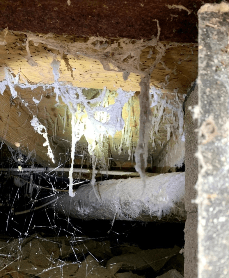 Crawl space with mold and cobwebs visible.