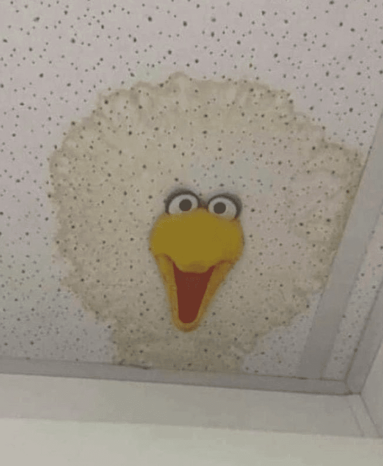 Big bird face peeking through ceiling tile.